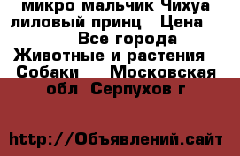 микро мальчик Чихуа лиловый принц › Цена ­ 90 - Все города Животные и растения » Собаки   . Московская обл.,Серпухов г.